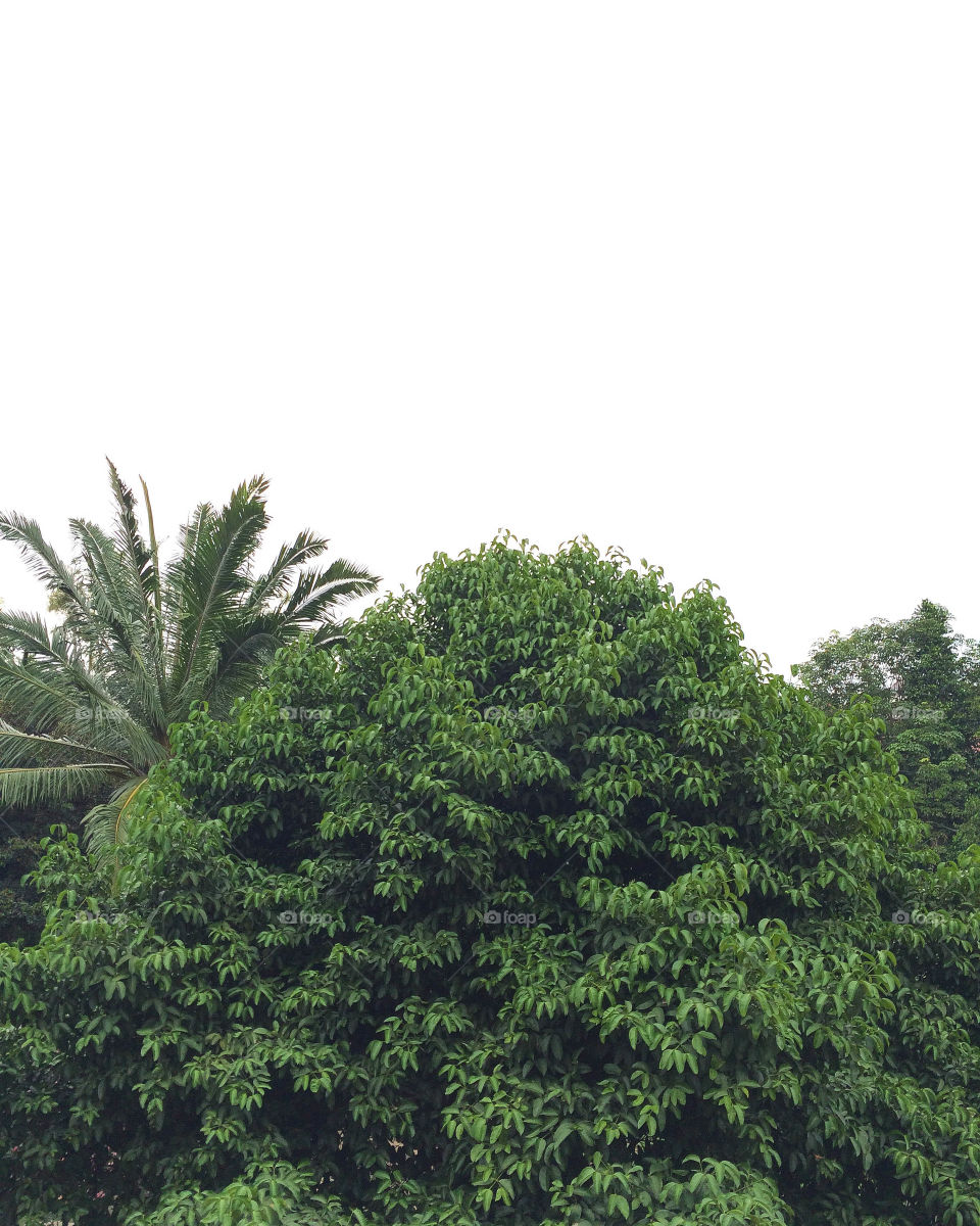 The tall of green trees scenery from the highest peak of a university building class in Indonesia. This scenery seems a minimalist color photo tone.