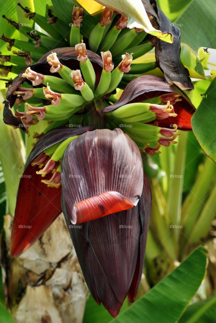 Banana flower