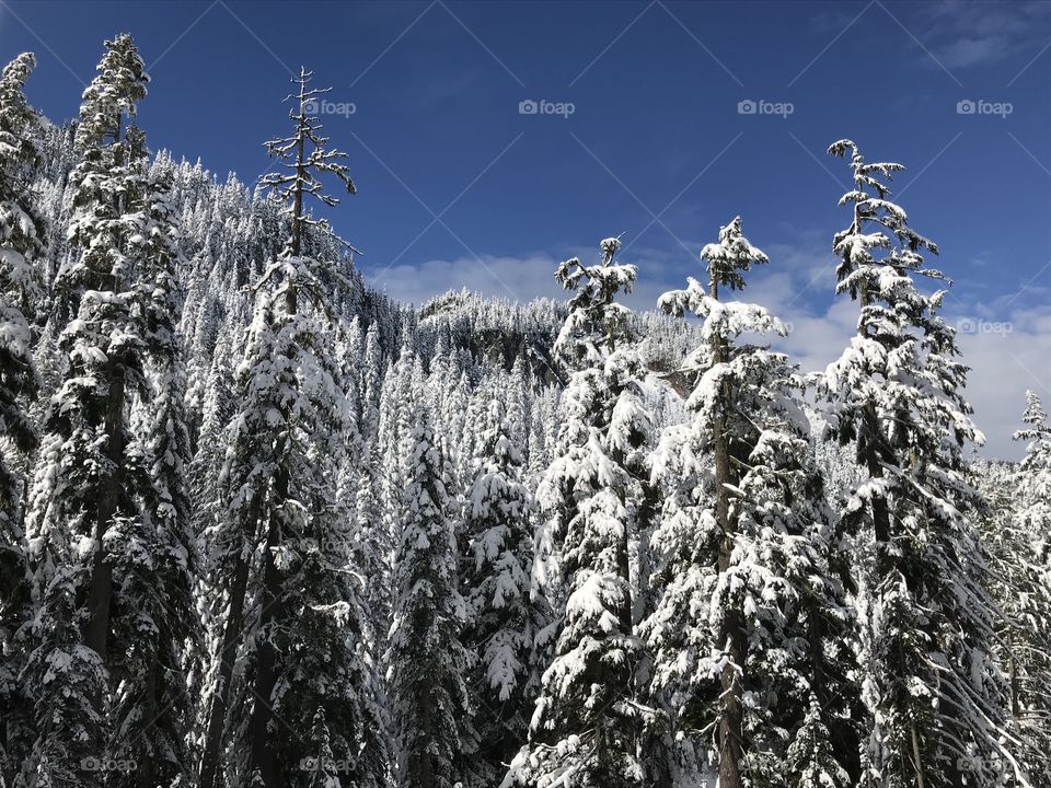 Snow, Winter, Frost, Cold, Frozen