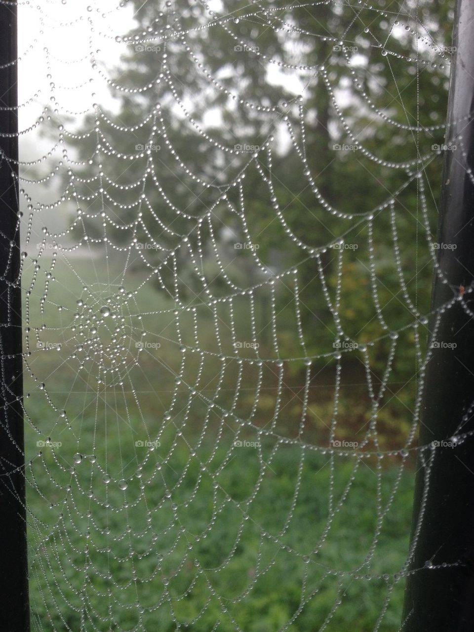 Spider web