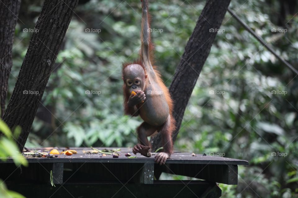 Playful baby Orangutan eating at forest, Kota Kinabalu, Malaysia 
