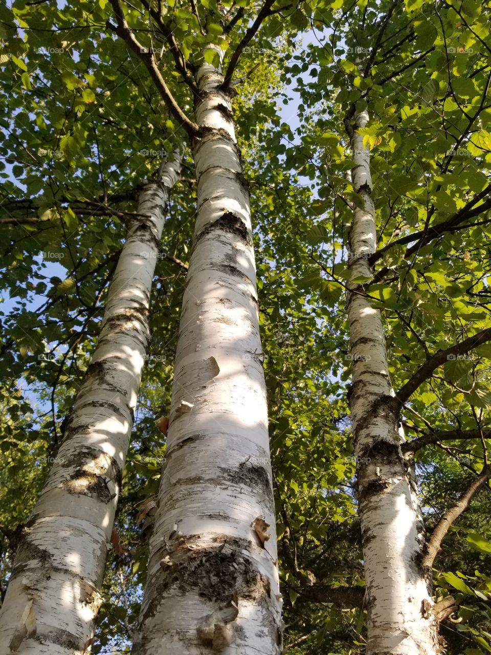 birch tree-o