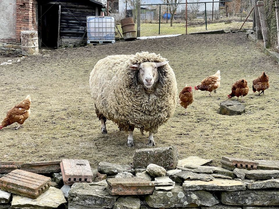 Big fluffy sheep on the yard with chickens 