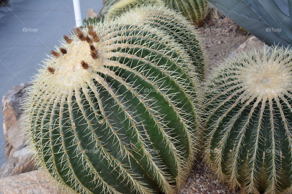 Round cactus 