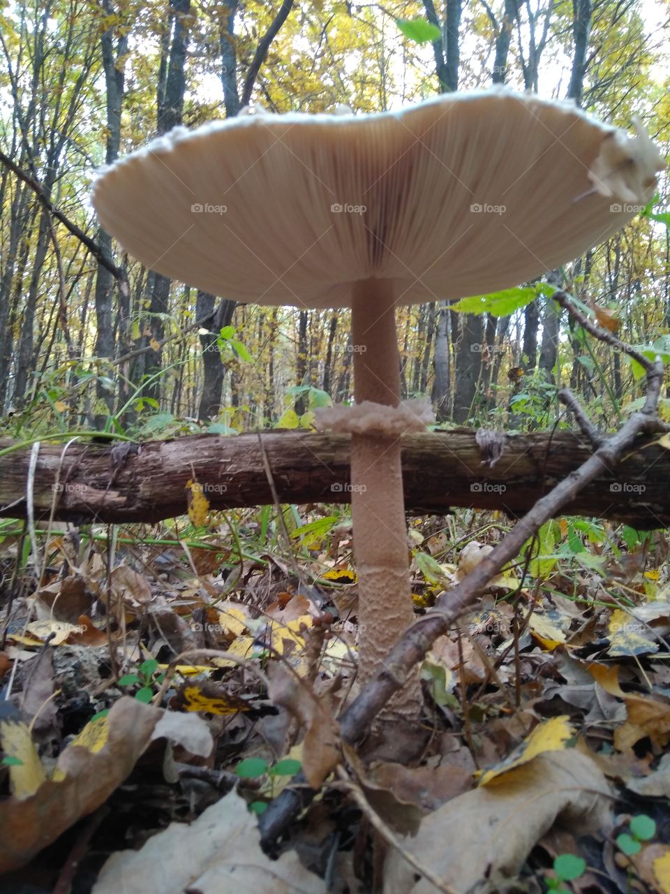 mushroom