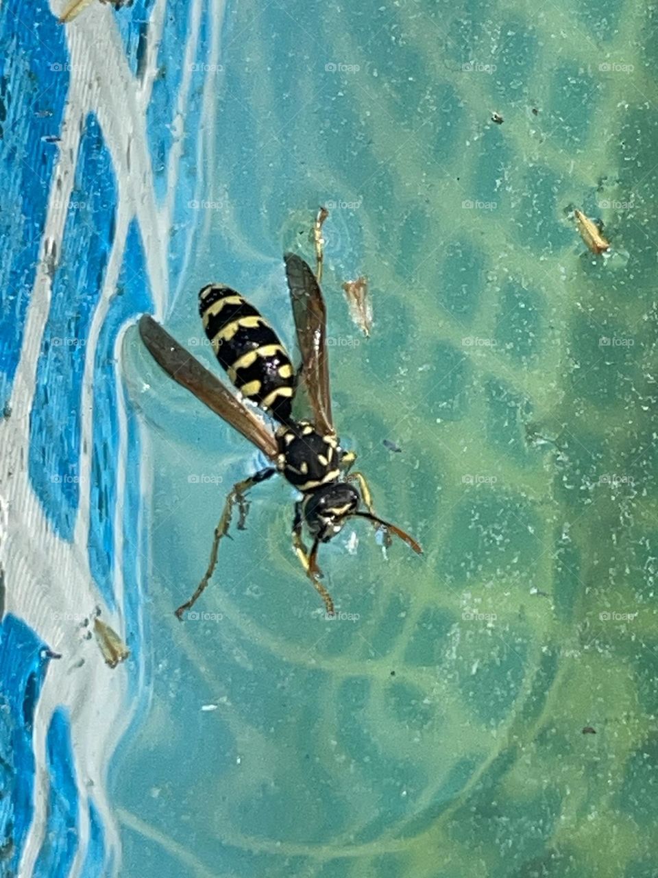 Bee. Uma visita inesperada, a boiar na piscina.