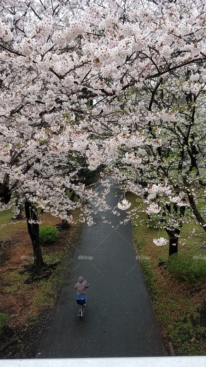 path behind flowers