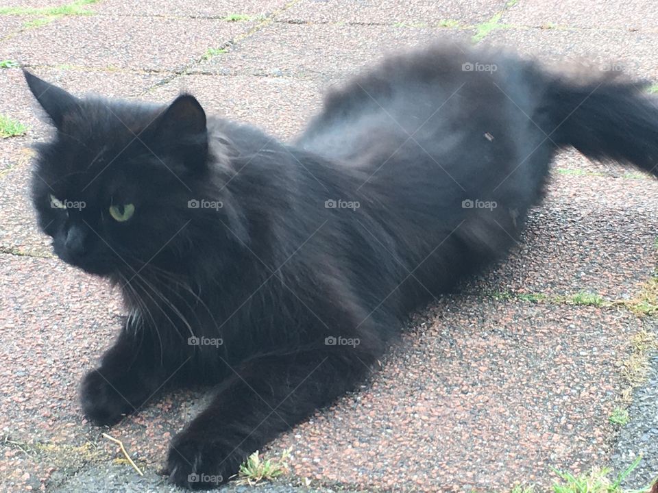 Black cat lay on the street