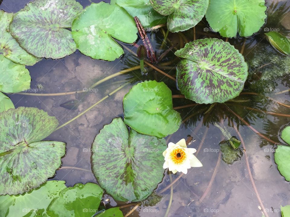 Water lily on pond in the garden 