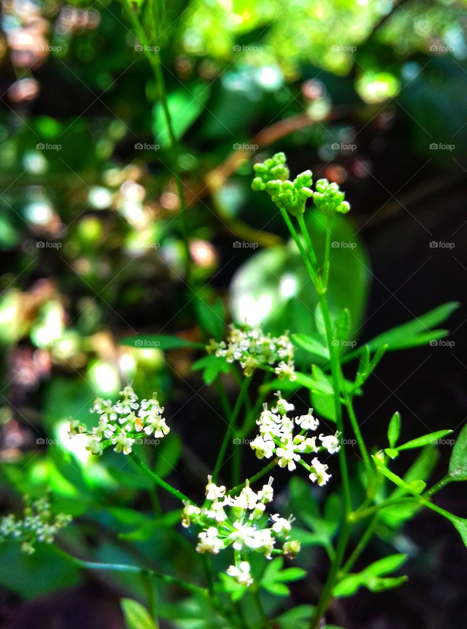 small wild flowers