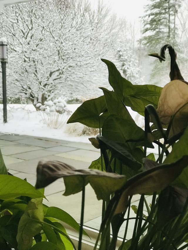 Snow