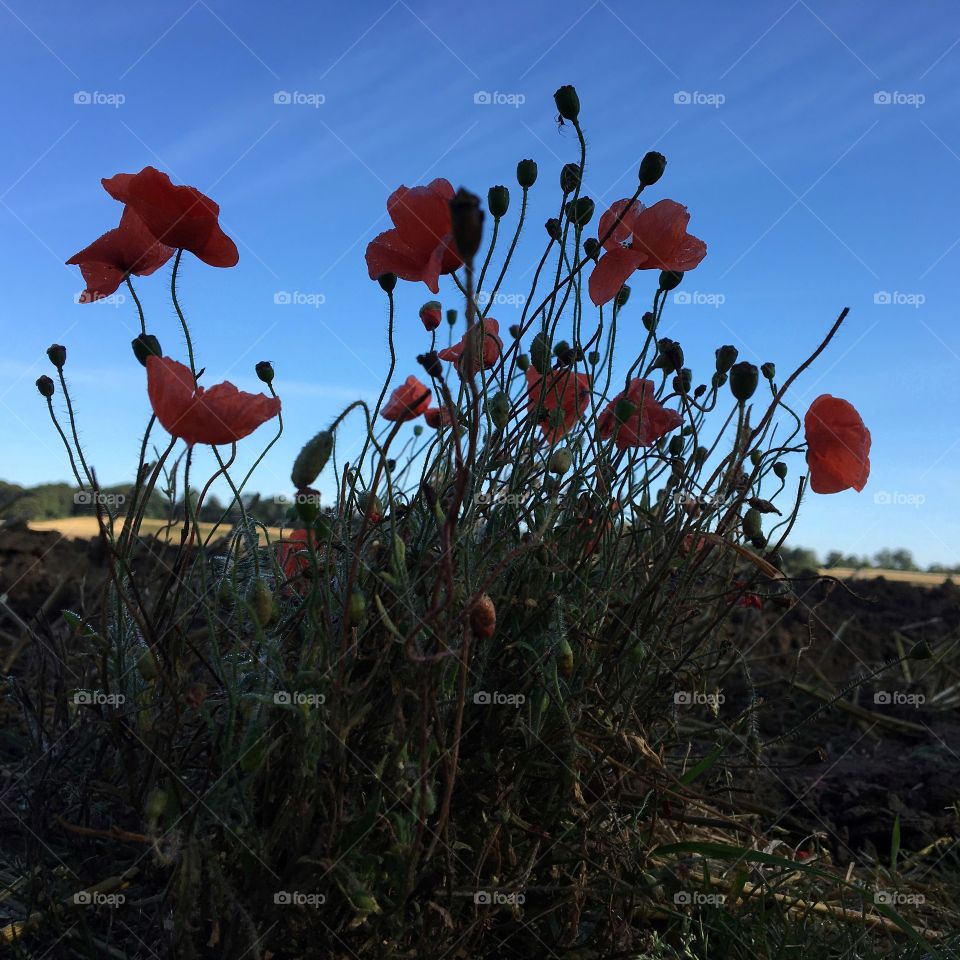 Late Poppies at the edge of a farmers field ... I love how you can see the tiny hairs on the stem against the background of the blue sky ...