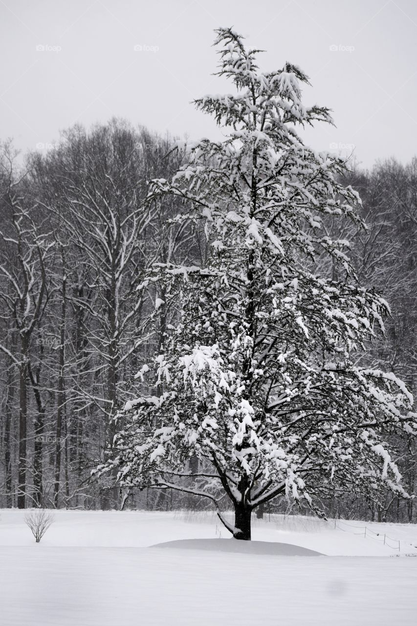 Wintery Pine Tree