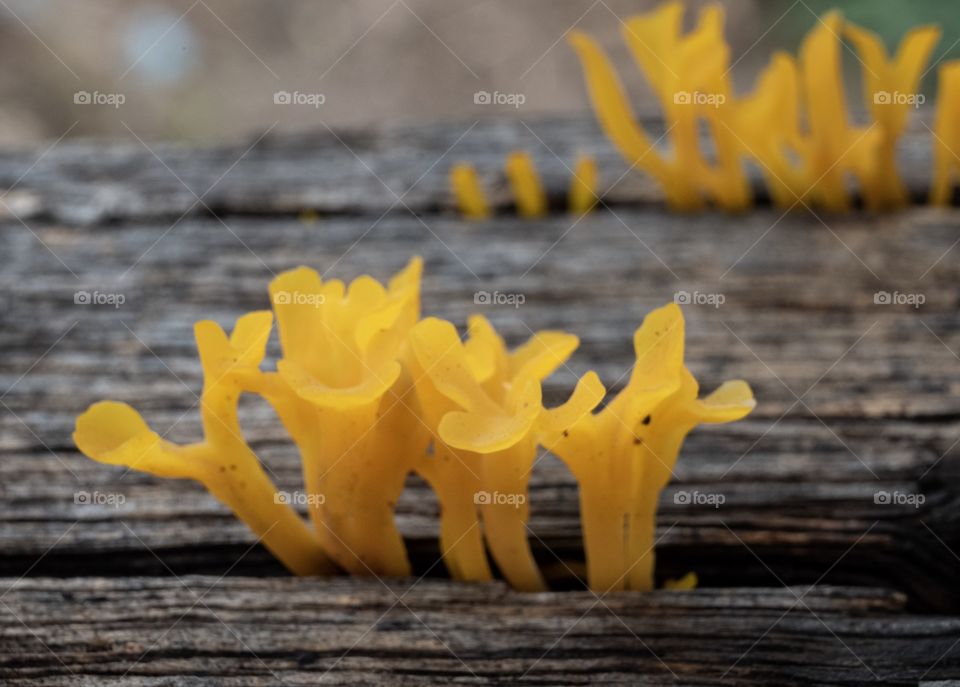 Beautiful yellow color of Wood destroying fungi 