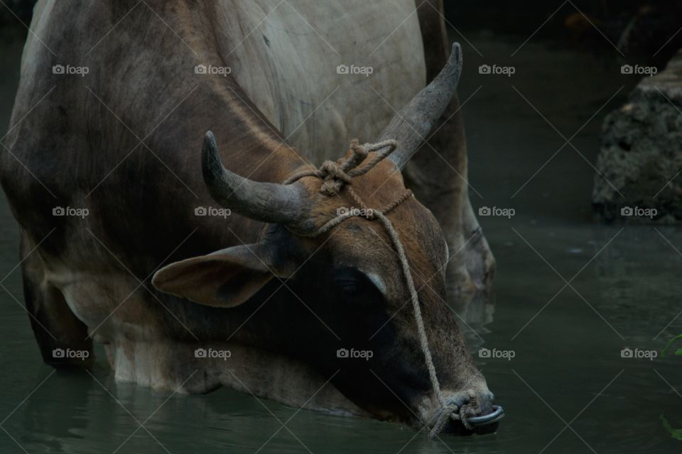 Bull Drinking Water Close-Up