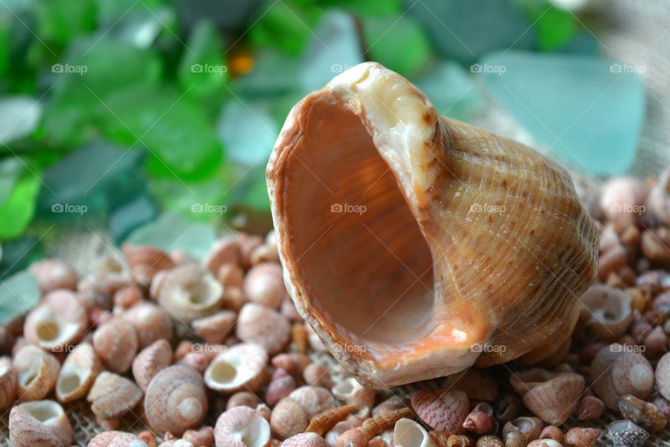 Shell, Food, Desktop, Nature, Closeup