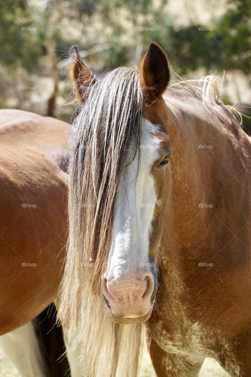 Fraught Horse with mane swept over left eye