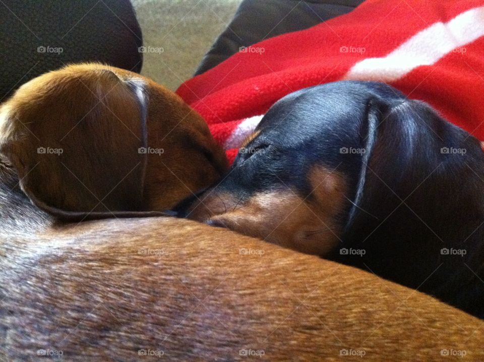 dachshund sleeping 