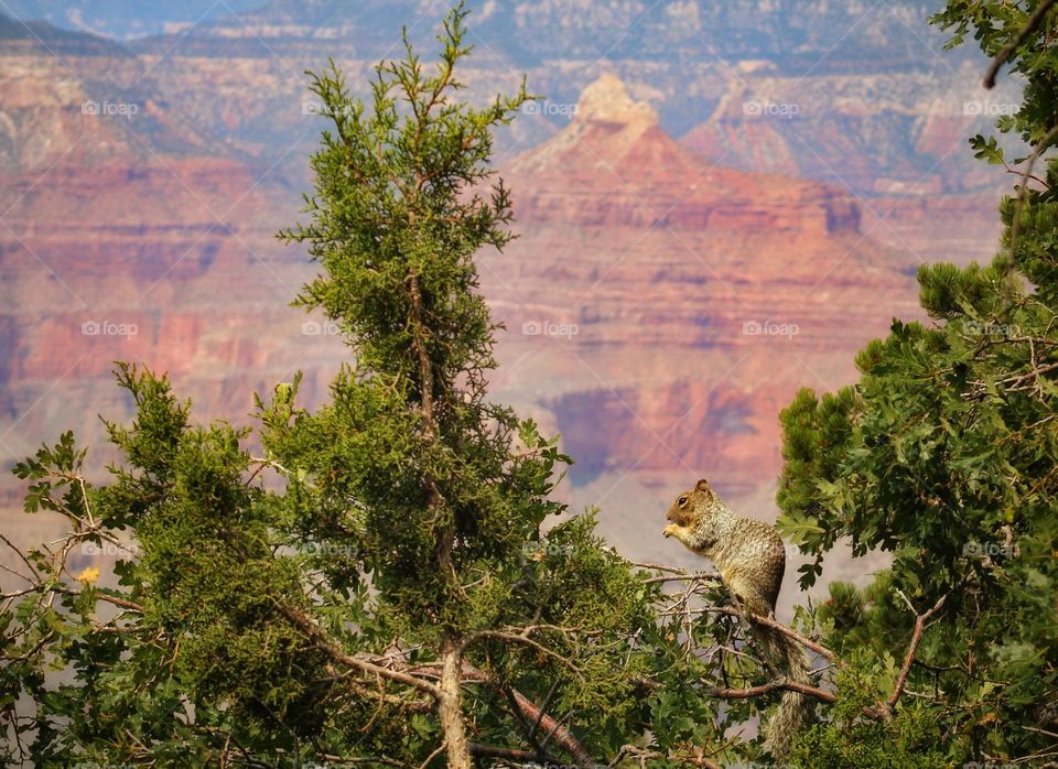 The Grand Canyon as a background of gray squirrel