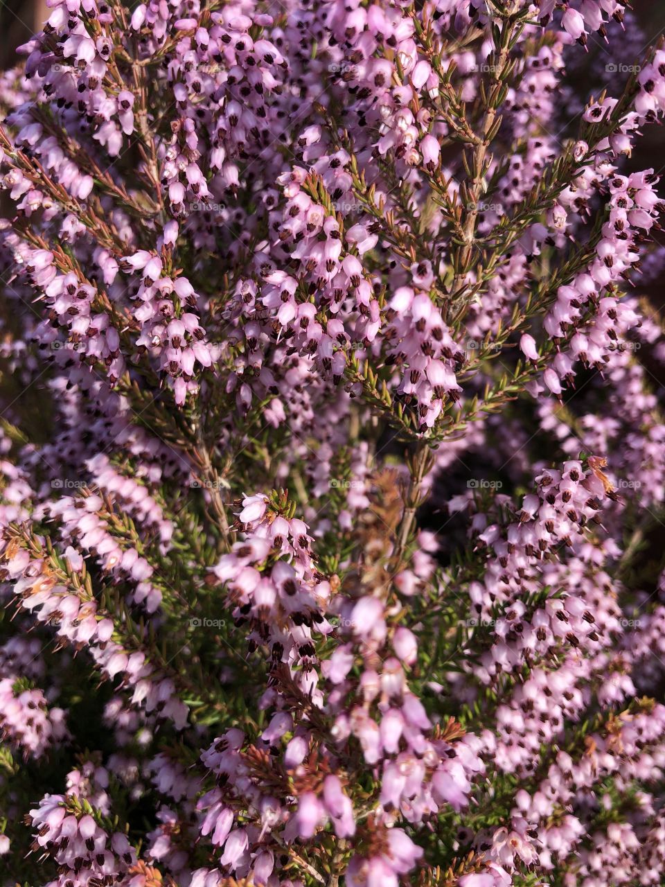 The first of two spring heathers from our garden, to lightened the mood that is the pandemic corona virus.