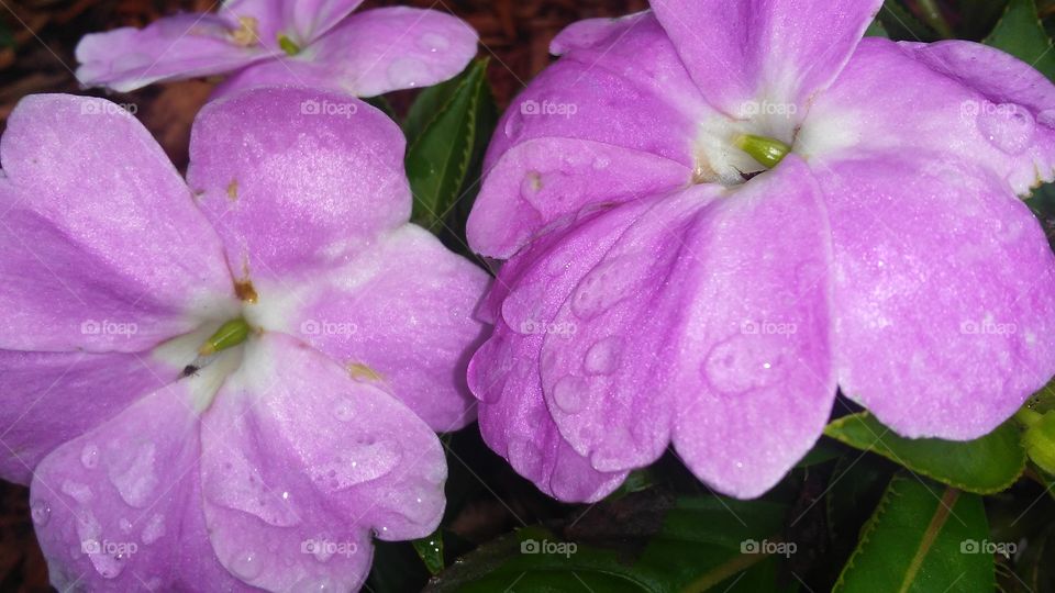 Flower, Nature, Flora, No Person, Garden