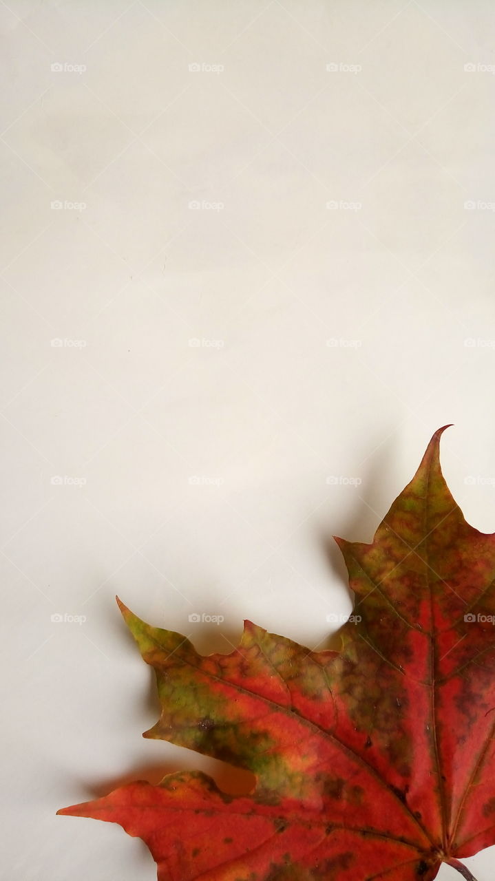 осень.флора.природа.календарь.