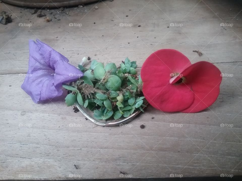 No Person, Food, Flower, Wood, Wooden