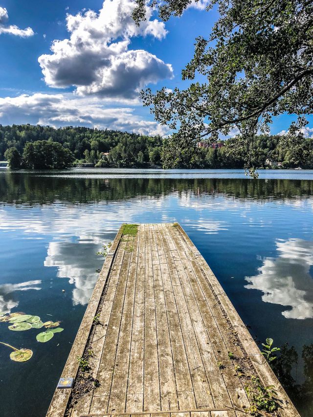 Beautiful view lake and water lilies forest reflects in lake branches clouds reflect in water 