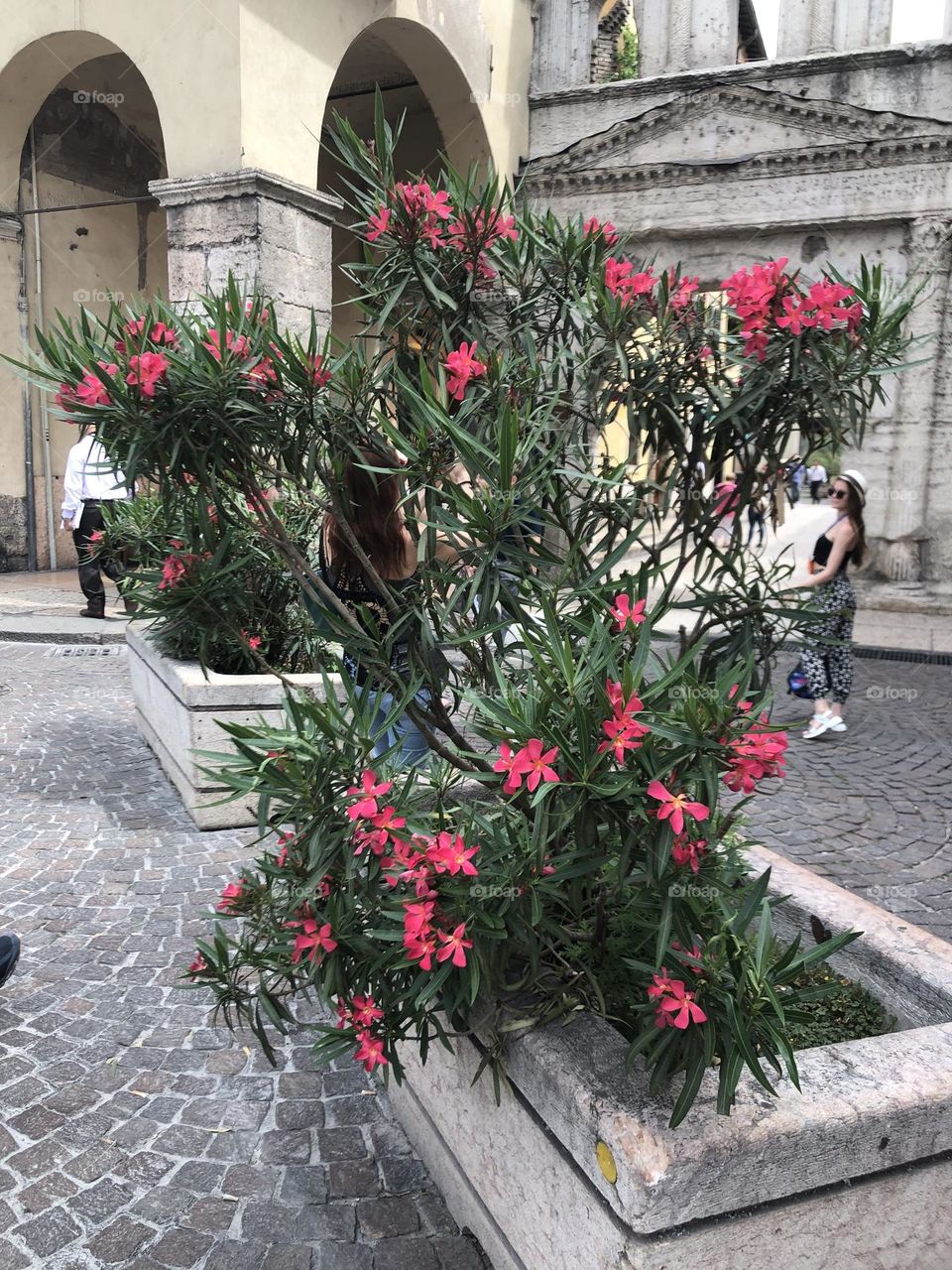 Green bush with pink flowers in the square of Verona Italy