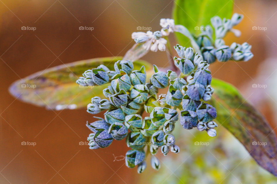 A fall macro shot of a bunch of tiny dried blue flowers against green leaves dappled with orange & yellow & a brown background. Beautiful hues & intensities of all the muted colours provide a subtle & interesting colour scheme.