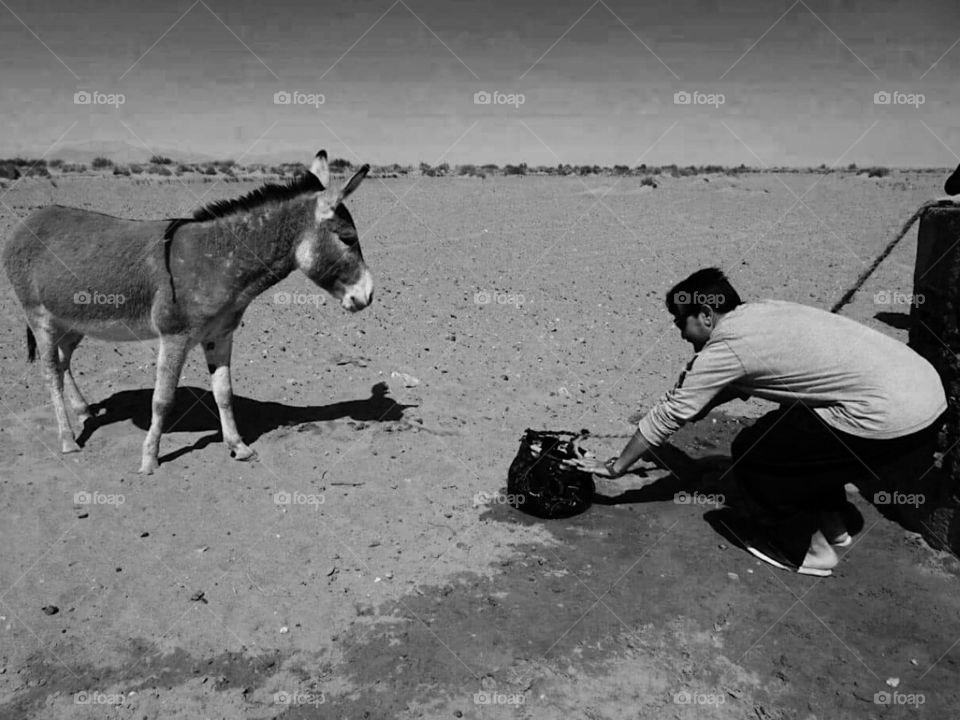 Give water to the donkey 