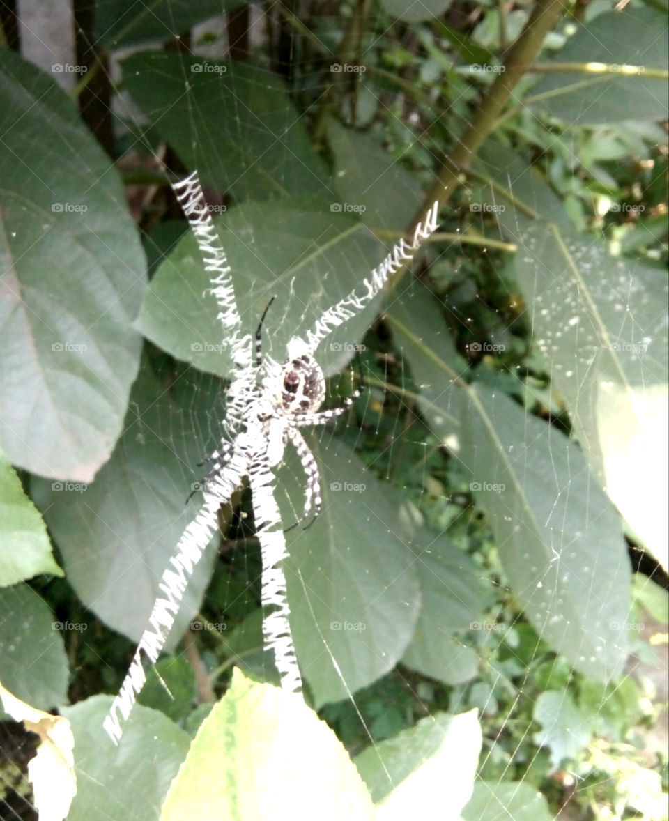 Photos of the mummy,in the mummy web, strange mummy photos,large mummy photos, beautiful mummy photos, beautiful mummy photos,a mummy photo, mummy photos including webs, special kind of mummy photos