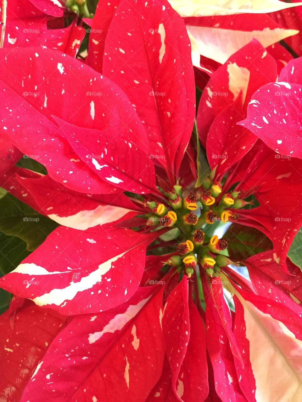 Poinsettia Flowers 