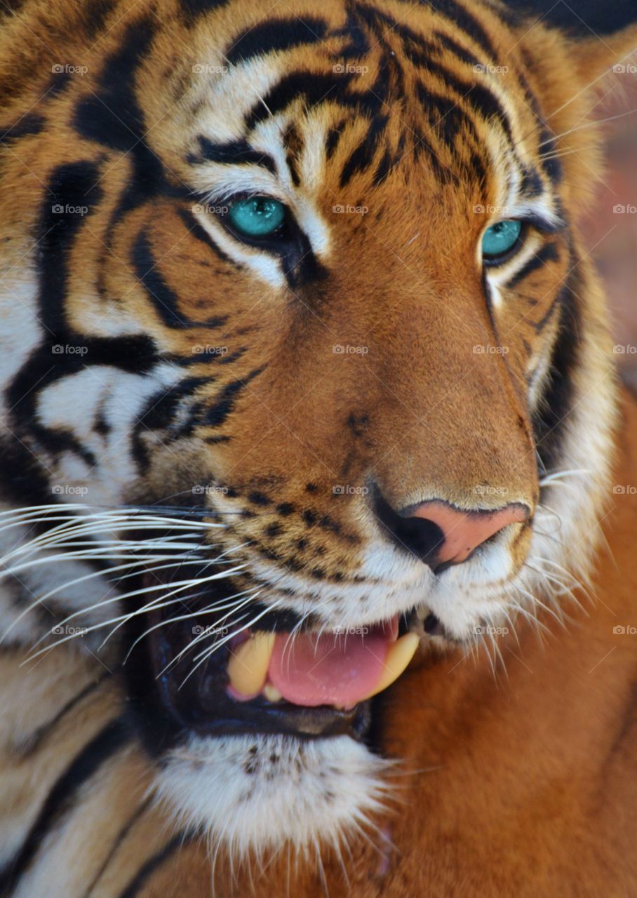 Tiger with blue eyes
