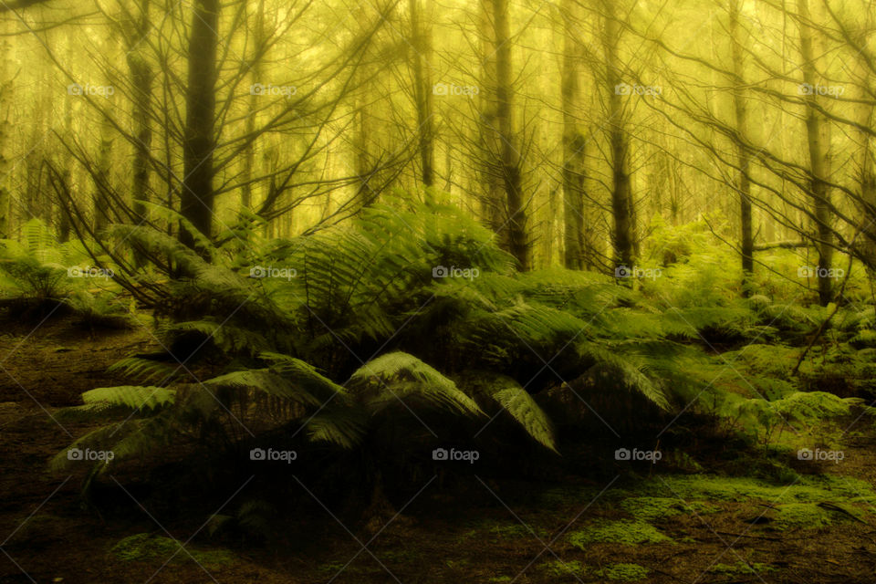 Ben Lomond National Park