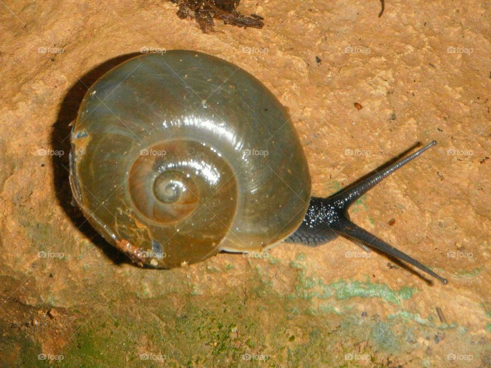 Snail