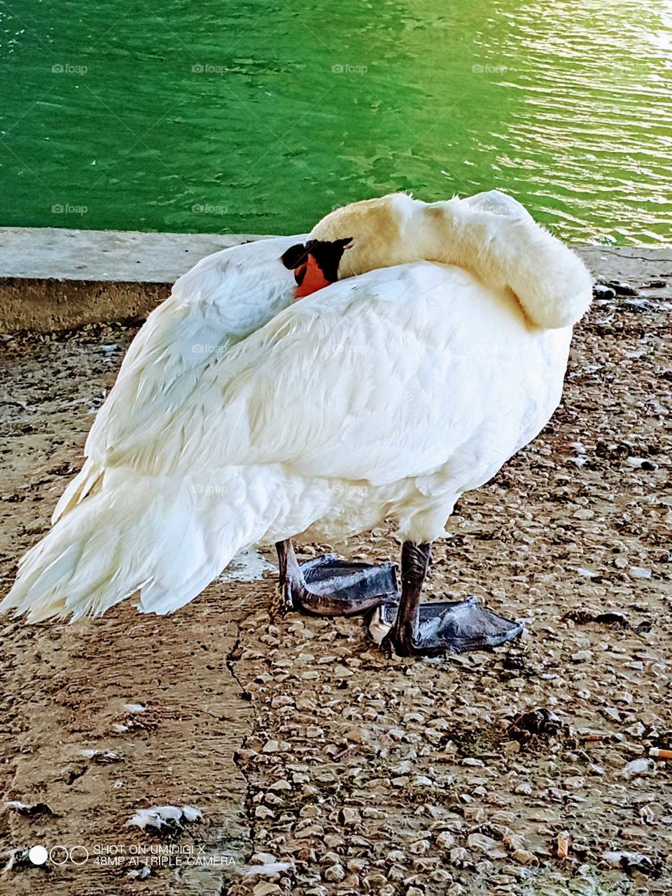 Swan in Lyon France