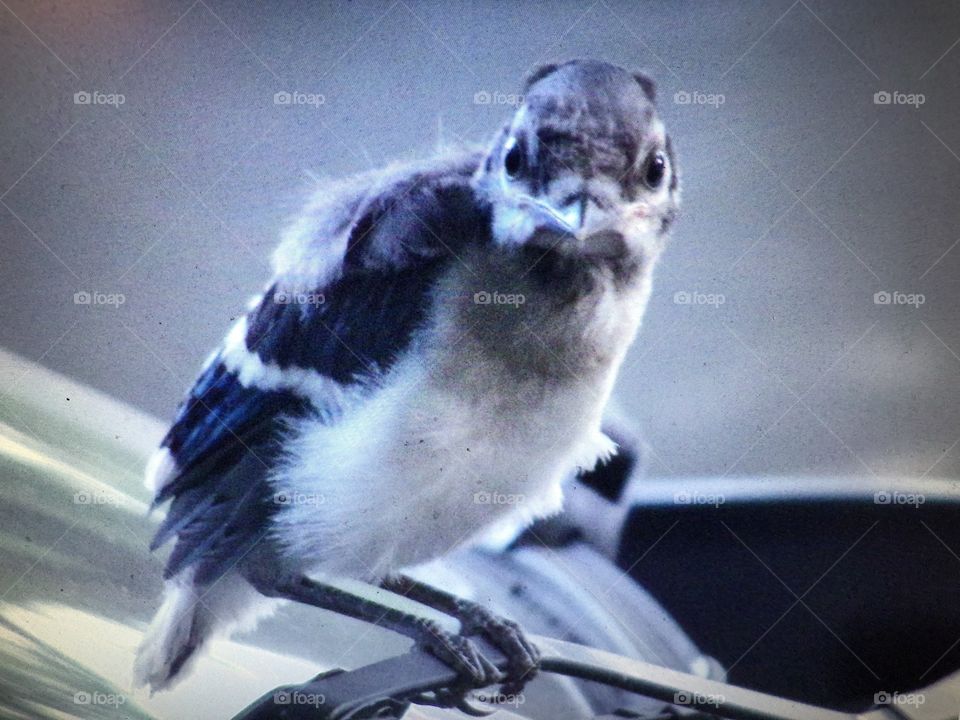 Cute baby blue jay