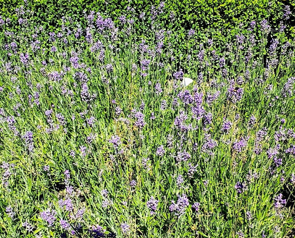 lavender flowers blooming botanical