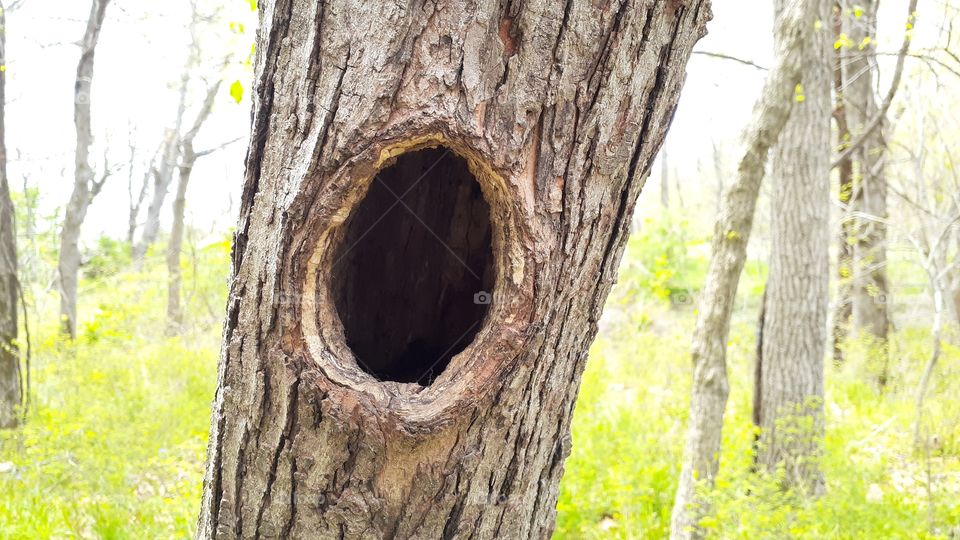 Tree Hollow