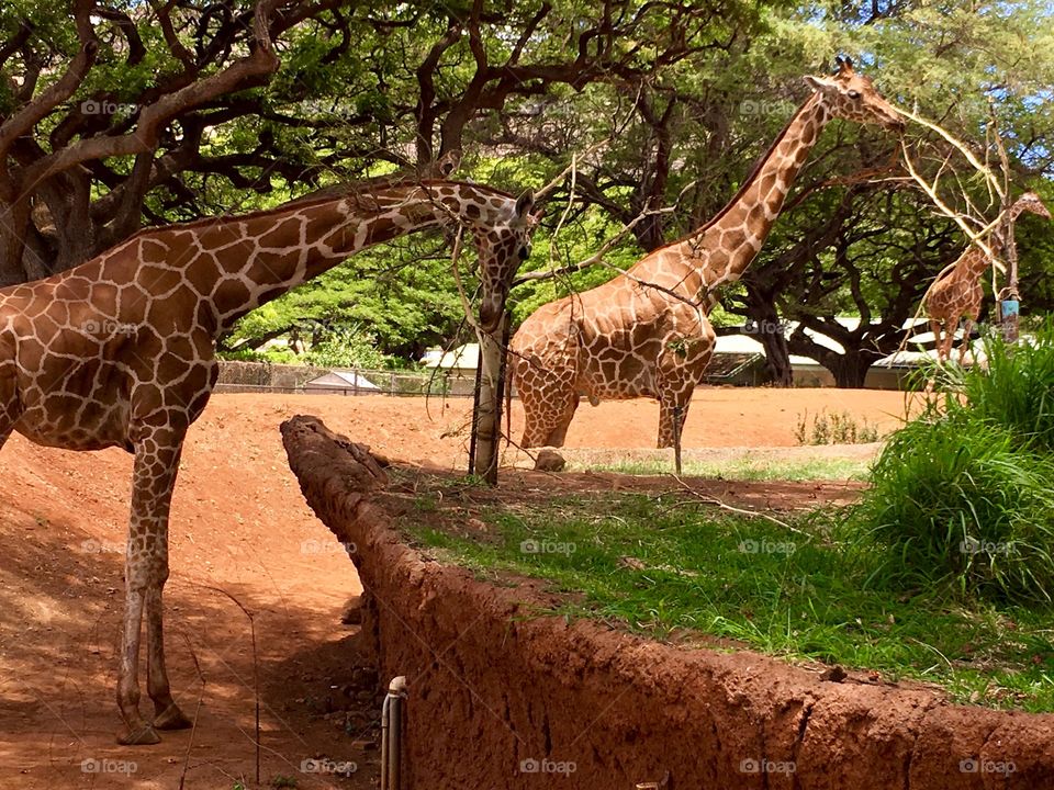 Hawaii zoo