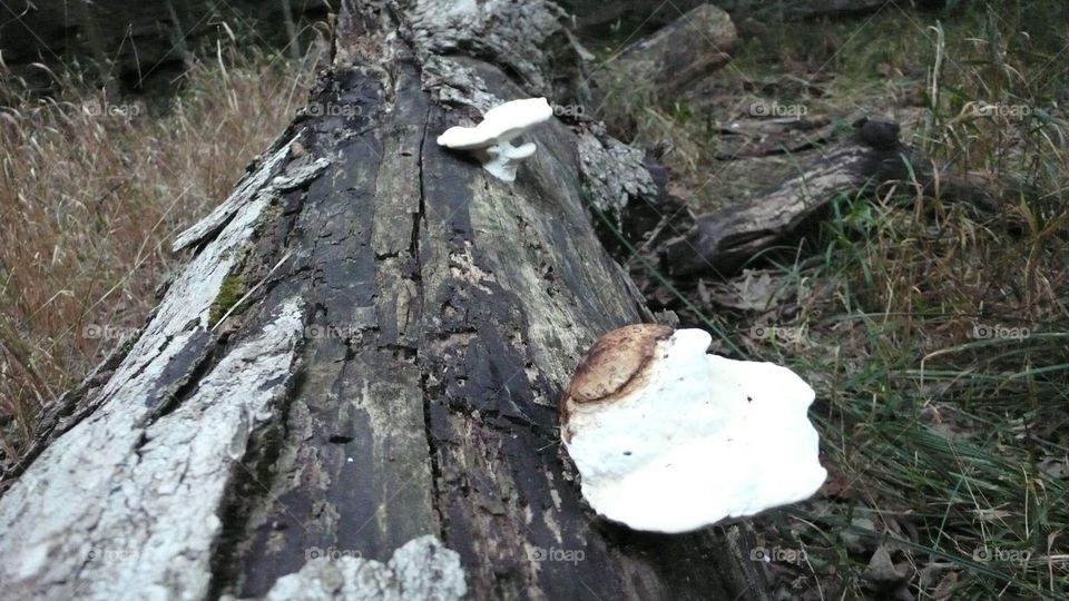 Fungi On Log In Missouri