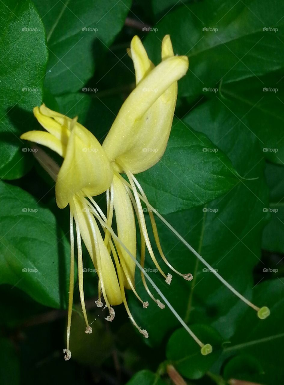 Honeysuckle