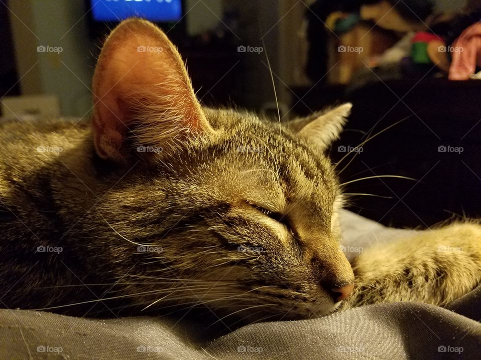 Sleepy Kitty Close Up