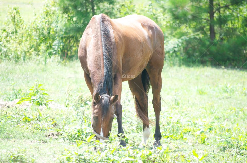 Brown Horse . A brown majestic horse grazing. 