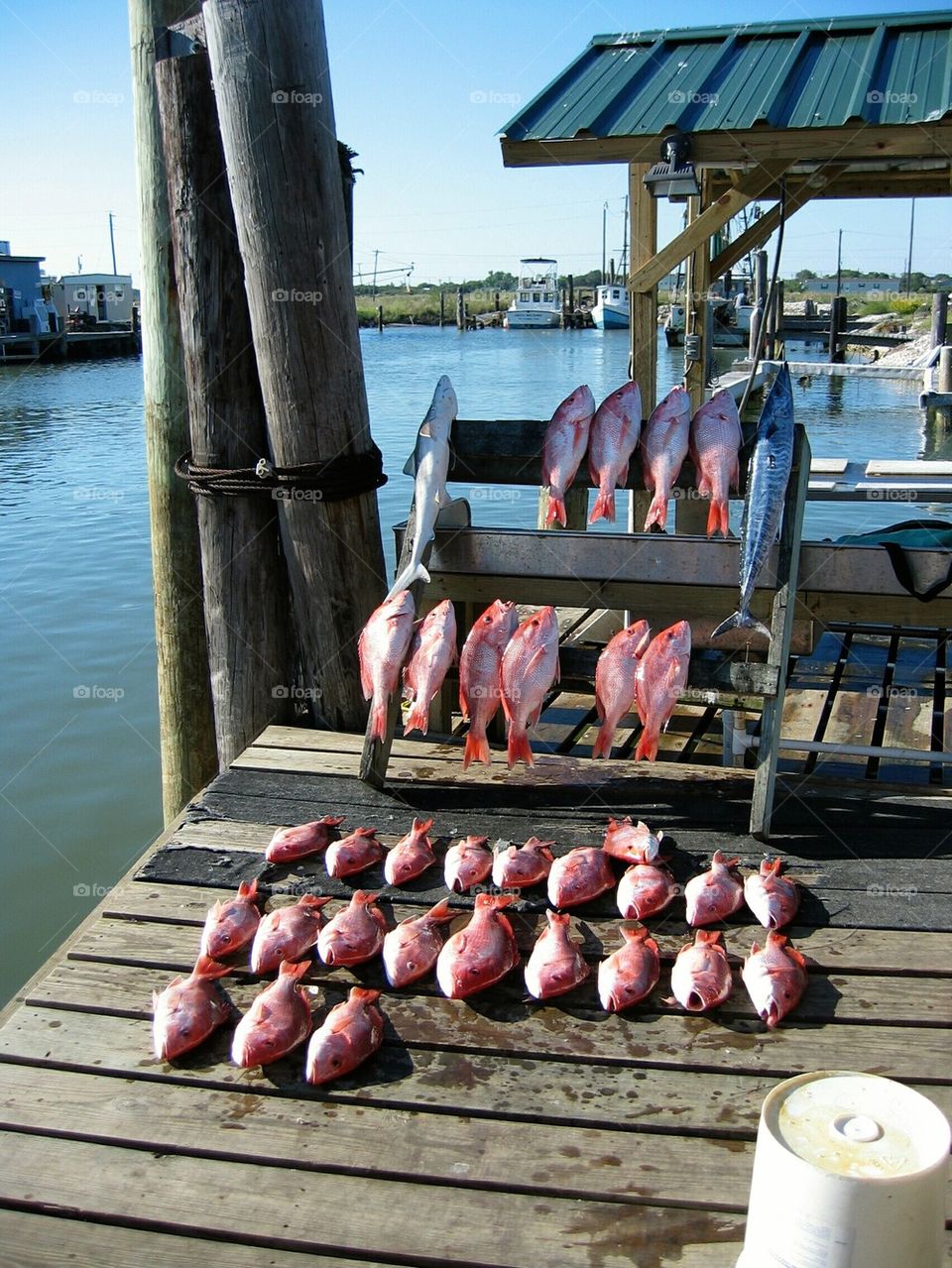 Red Snapper Day
