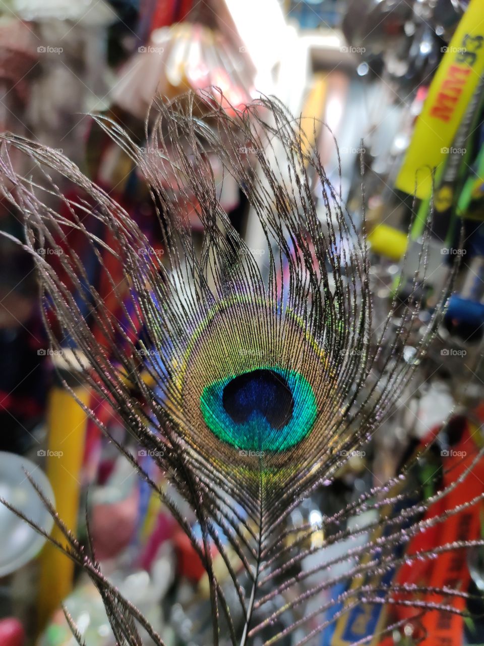 Indian National Bird Vibrant feather