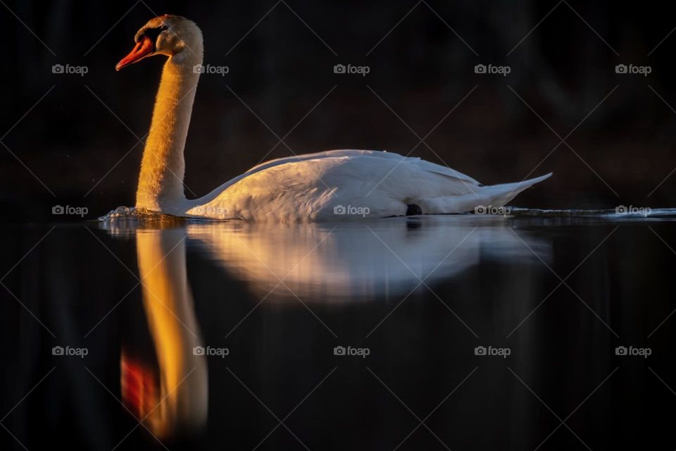 A Mute Swan elegantly glides by near the shore. Lake Benson Park, Garner, North Carolina. 