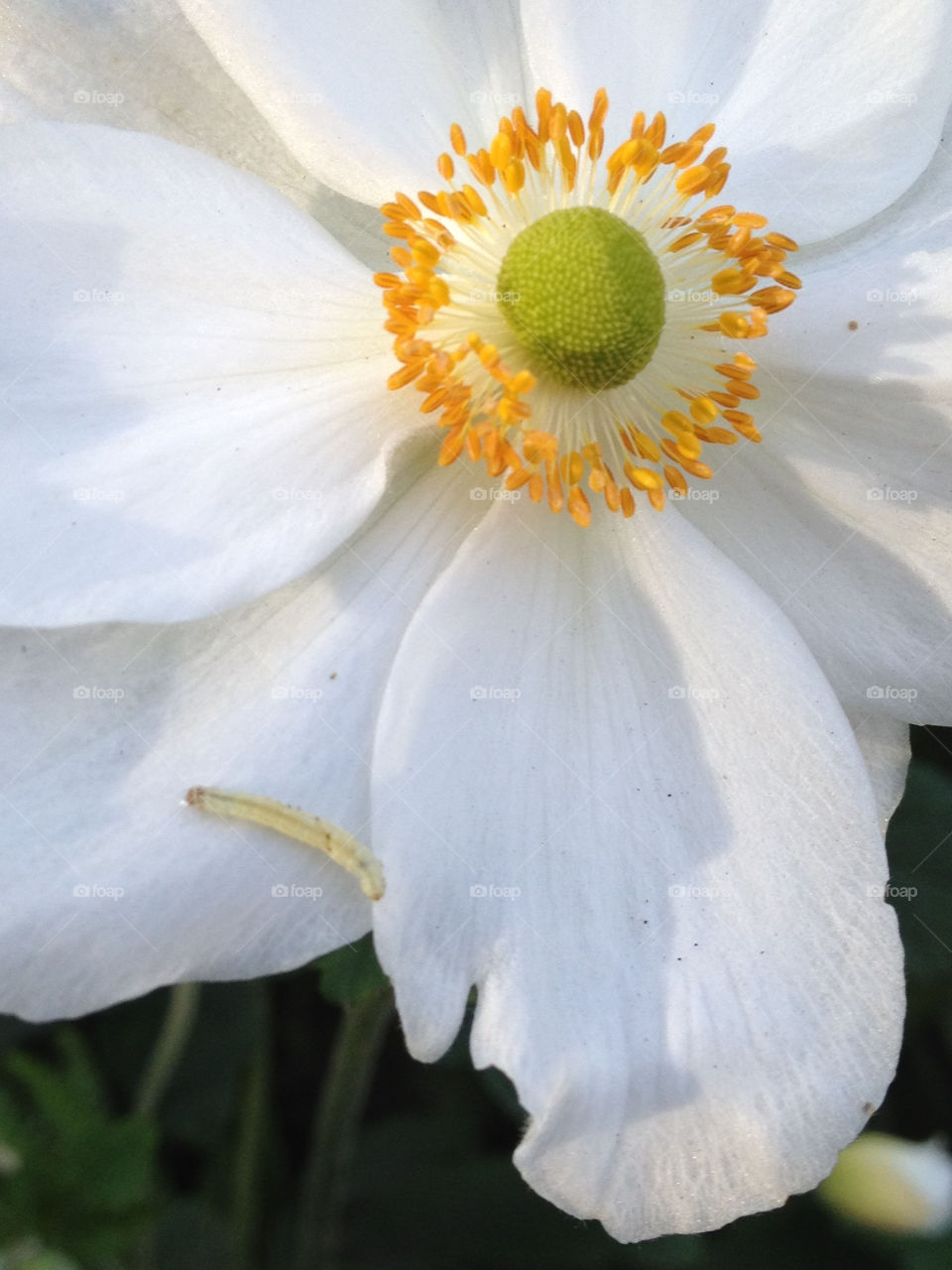 green yellow nature flower by cabday