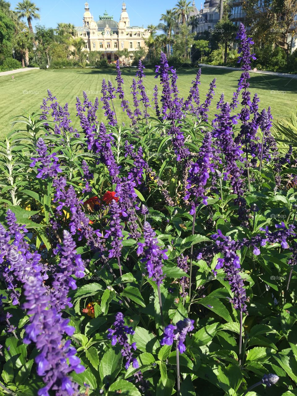 Monaco’s garden 